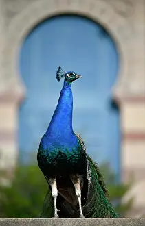 Stuttgart: Indian peafowl (Pavo cristatus), captive, Stuttgart