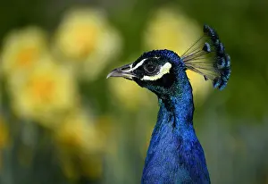Peafowl: Indian peafowl (Pavo cristatus), cock, animal portrait