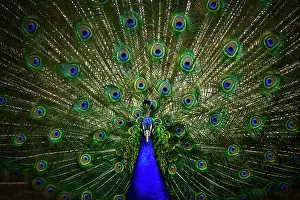 Peafowl: Indian peafowl (Pavo cristatus), captive, Stuttgart