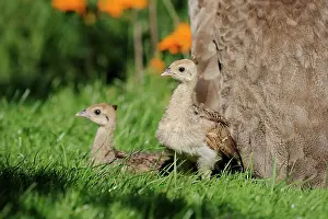 Peafowl: Indian peafowl (Pavo cristatus), chick, North Rhine-Westphal