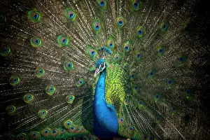 Peafowl: Indian peafowl (Pavo cristatus), beats the wheel