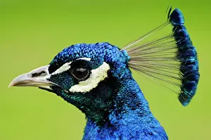 Peafowl: Indian peafowl (Pavo cristatus), blue peacocks
