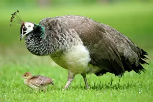 Peafowl: Indian peafowl (Pavo cristatus) with chicks in meadow