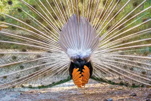 Peafowl: Indian peafowl (Pavo cristatus) doing cartwheels