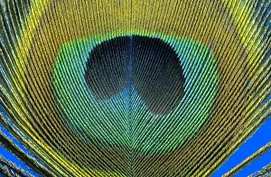 Barb: Indian Peafowl (Pavo cristatus) feather detail