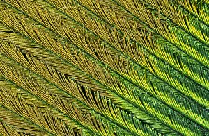 Barb: Indian Peafowl (Pavo cristatus) feather detail