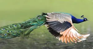 Peafowl: Indian Peafowl (Pavo cristatus) male in flight