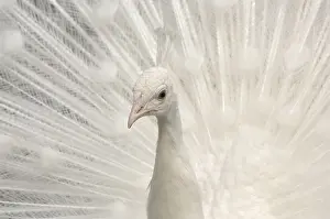 Table: Indian peafowl (Pavo cristatus), male, white