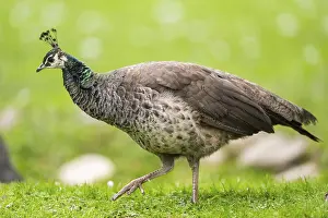 Peacock: Indian peafowl (Pavo cristatus) walking on a meadow