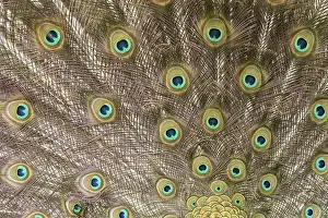Peacock: Indian peafowl or Peacock (Pavo cristatus) adult male bird