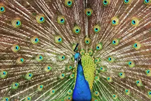 Peafowl: Indian peafowlenhahn (Pavo cristatus), courtshiping