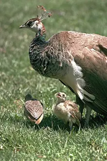 Peacocks: Indian Peahen with chicks