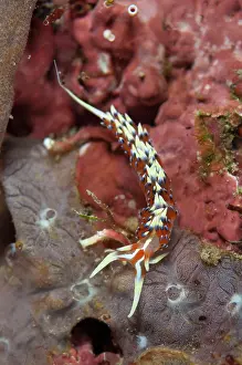Cerata: Indian Phidiana Nudibranch