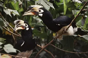 Hornbills: Indian Pied Hornbills