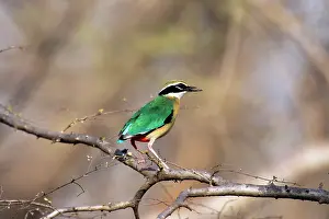 Brachyura: Indian Pitta