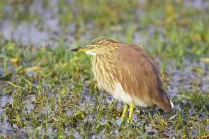 Grayii: Indian Pond Heron