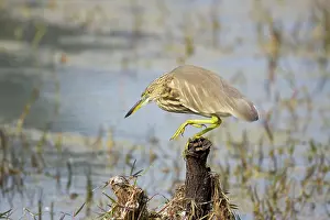 Grayii: Indian Pond Heron