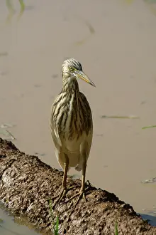 Paddies: Indian Pond Heron