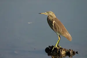 Grayii: Indian Pond Heron