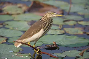 Ardeola: Indian Pond Heron