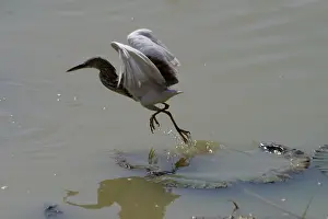 Slowly: Indian Pond Heron - This bird was foraging from