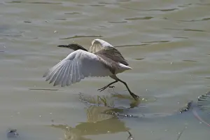 Slowly: Indian Pond Heron - This bird was foraging from