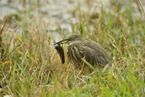 Ardeola: Indian Pond Heron - with caught catfish