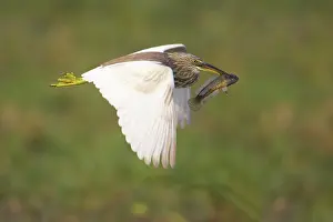Ardeola: Indian Pond Heron - in flight with fish (catfish)