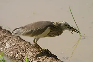 Paddies: Indian Pond Heron, with frog in mouth