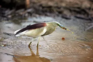 Ardeola: Indian Pond Heron - With frog prey