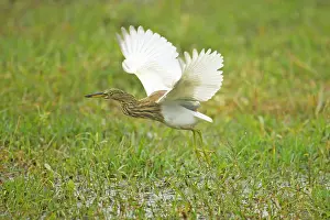 Grayii: Indian Pond Heron - hunting for prey