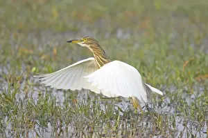 Grayii: Indian Pond Heron - hunting for prey
