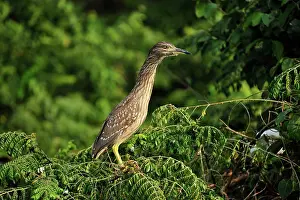 Ardeola: Indian Pond Heron / Paddybird