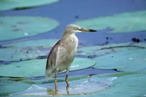 Maureen Brown: Indian Pond Heron - standing on water liliesS