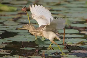 Ardeola: Indian Pond Heron - taking flight