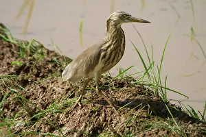 Paddies: Indian Pond Heron - At waters edge