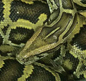 Molurus: Indian python