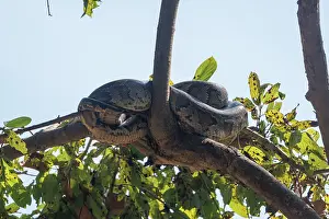 Arbre: Indian python or Asiatic Rock Python