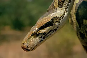 Molurus: Indian PYTHON - close-up of head