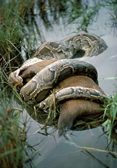 Size: INDIAN PYTHON - constricting hog deer