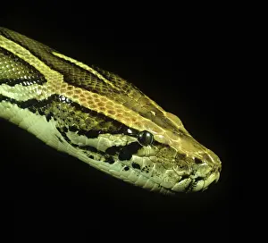 Molurus: Indian python head