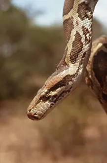 Python: INDIAN PYTHON - Head close up