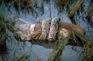 Constricting: Indian PYTHON - with hog deer