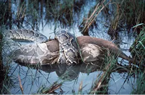 Python: INDIAN PYTHON - With Hog Deer