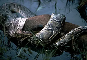 Kill: Indian Python - with Hog Deer prey