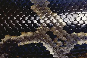 Covering: Indian Python Scales