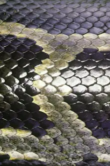 Pythons: Indian Python Skin