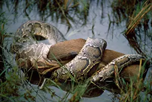 Constricting: Indian Python - swallowing Hog Deer. Took 4 hours