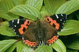 Admirals: INDIAN RED ADMIRAL BUTTERFLY