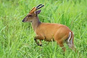 Muntjac: Indian / Red / Common Muntjac / Barking Deer male